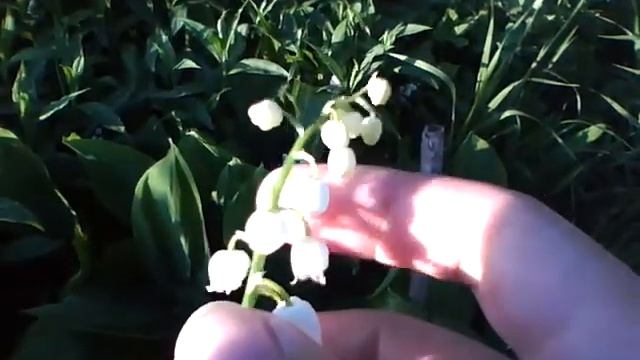 ландыши тест видеокамеры ipod 5G.mp4 смотреть онлайн