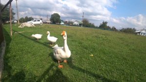 Когда Маша приезжает, гусь Гоша забывает про своих гусынь