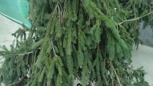 обзор наЕль обыкновенная Инверса (Inversa) - плакучая форма ели, посадка и уход .