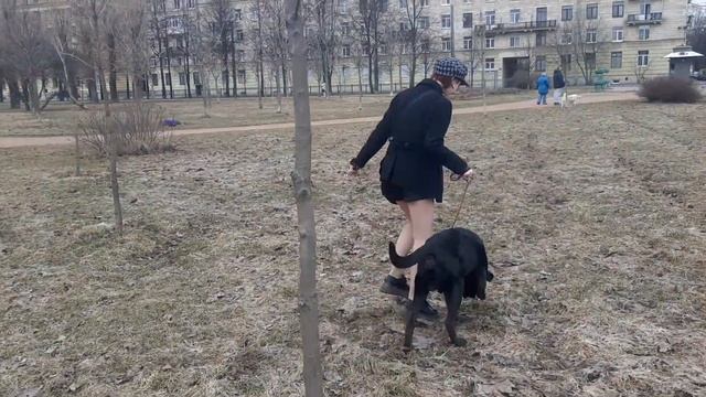 Ира Верба Blacklabrador Rey Ошейники Жил Был Пес Моя Жизнь Кино Музей Пса