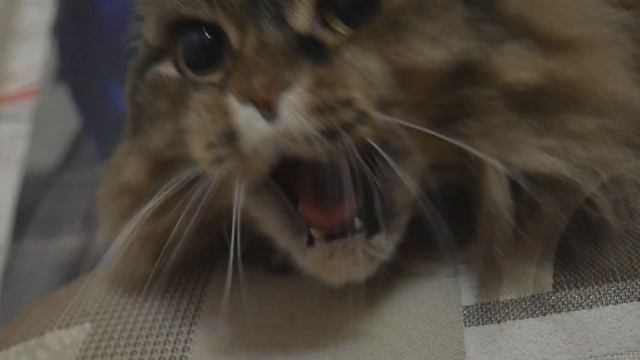 Кошки, принесенные с улицы - лучшие друзья! смотреть онлайн