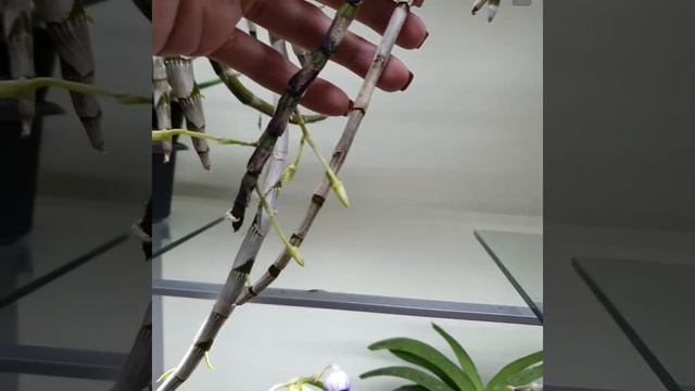 Небольшой экскурс в магазине Regina orchids shop | Украина Кривой Рог | Январь 2020 смотреть онлайн