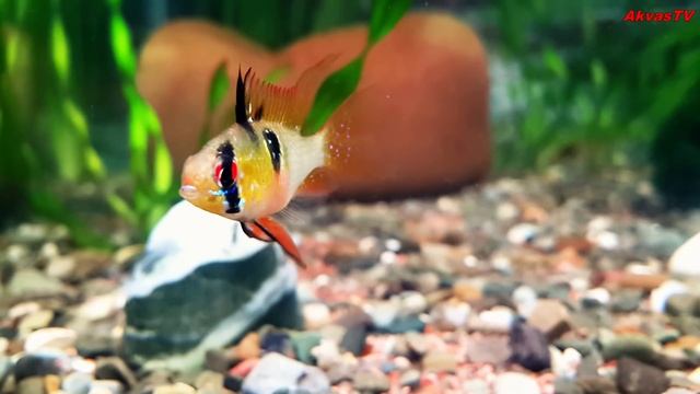 АПИСТОГРАММА РАМИРЕЗИ (АПИСТОГРАММА БАБОЧКА) смотреть онлайн