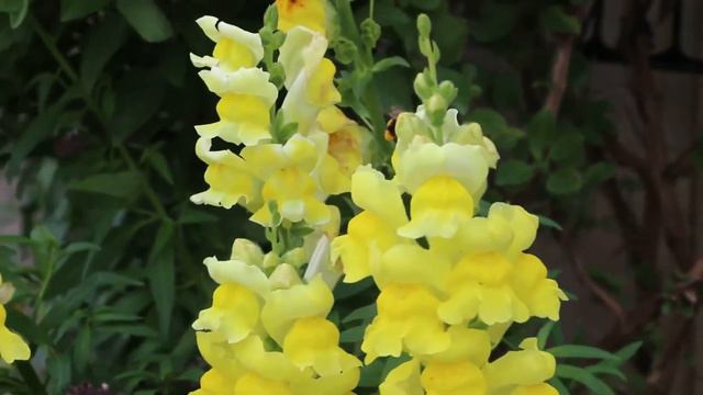 Bumble bee on Snapdragon смотреть онлайн