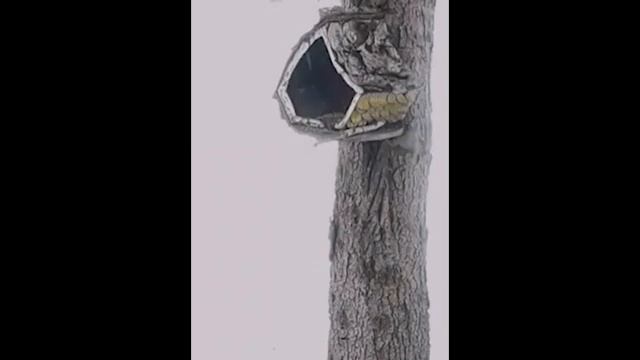 УНИКАЛЬНЫЙ редкий СЕДОЙ ДЯТЕЛ смотреть онлайн