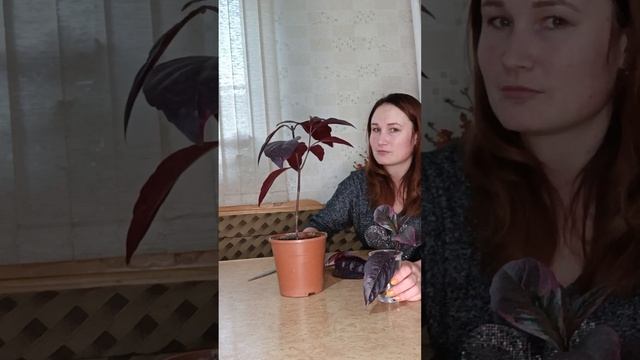 Псевдоэрантемум. Мой опыт ухода в домашних условиях. смотреть онлайн