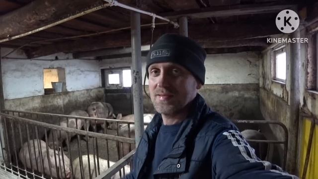 Опорос чистопородной свиноматки породы КБ ‼️Хрячок пьетрен уехал на плямя за тысячи км от дома ‼️ смотреть онлайн