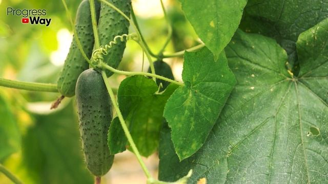 ЭТИ 4 ОГУРЦА ЗАВАЛЯТ УРОЖАЕМ смотреть онлайн