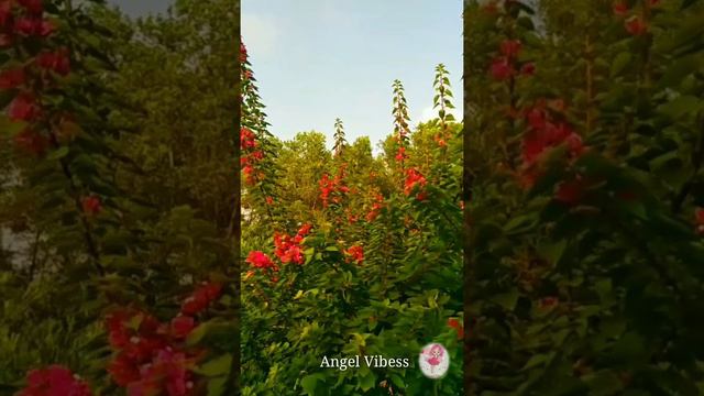 Bougainvillea Plant #Short [Angel Vibess] смотреть онлайн