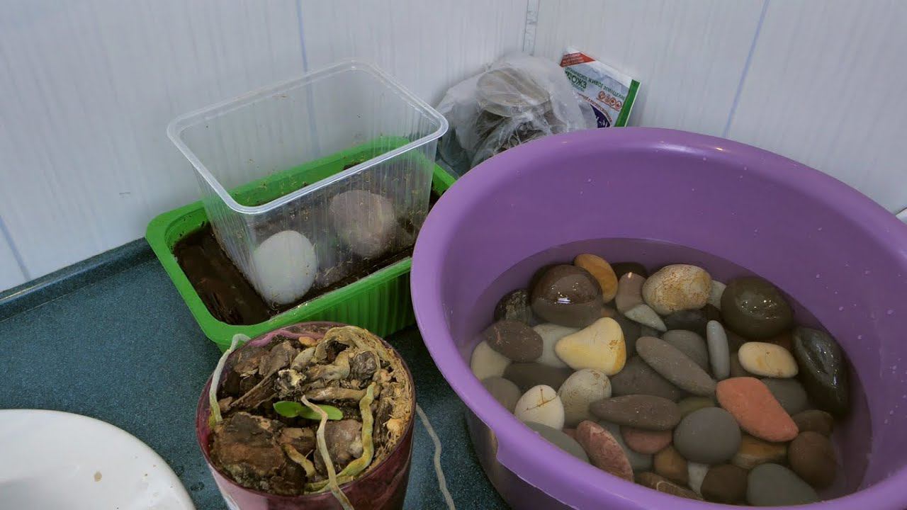 ОРХОПЕНЬ ЛЕТЕЛ В ПОМОЙКУ / КАМНИ ДЛЯ УТЯЖЕЛЕНИЯ ГОРШКОВ / НИЗКОЕ КАЧЕСТВО КОРЫ ОТ БИОМАСТЕР УЖАС. смотреть онлайн