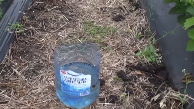 Вредители Сада и Огорода. Бронзовка мохнатая. смотреть онлайн