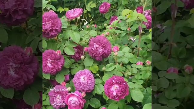 Rose Cardinal de Richalieu / роза Кардинал де Ришелье смотреть онлайн