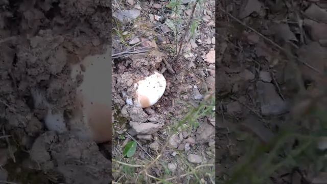 Gurumelos 2017(1) смотреть онлайн