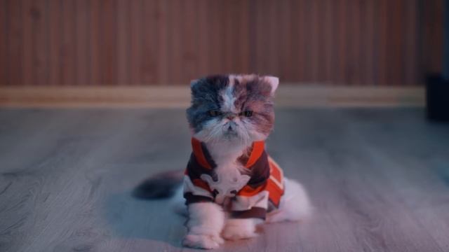 Cats vs. Hamsters смотреть онлайн