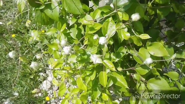 Чудо клематис. Шикарное цветение.Начало цветения. смотреть онлайн