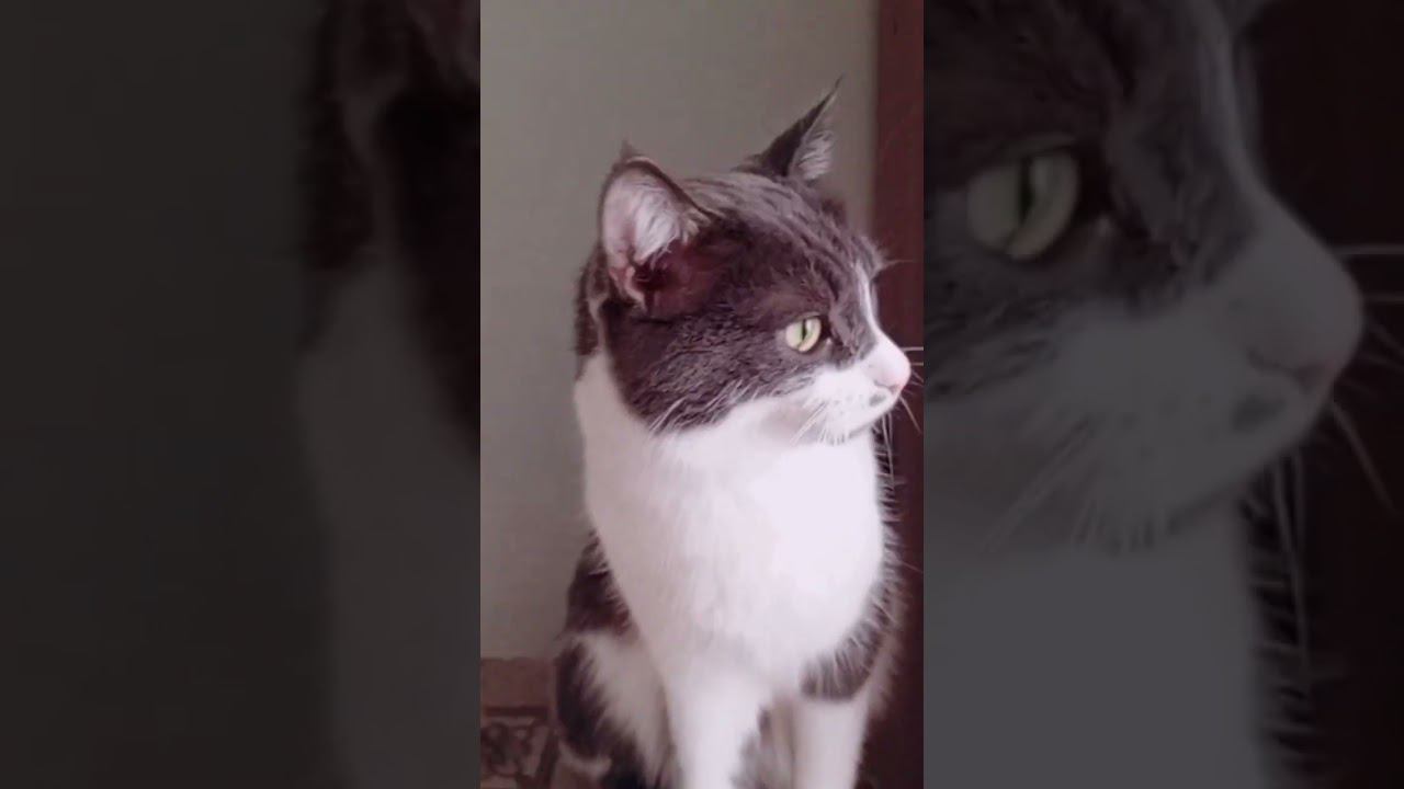 Мой кот Чакка♥️ )