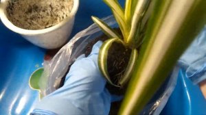 ? Как пересадить хлорофитум осенью или зимой