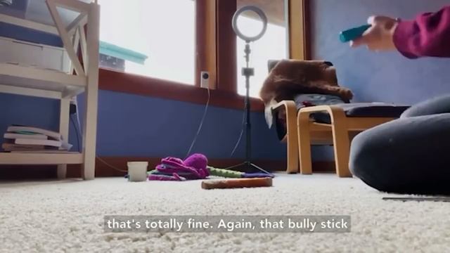 Bunny Discovers Dreams | What About Bunny смотреть онлайн