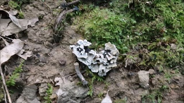 Thelephora anthocephala смотреть онлайн