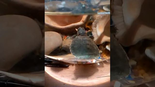 Как содержать черепаху в домашних условиях