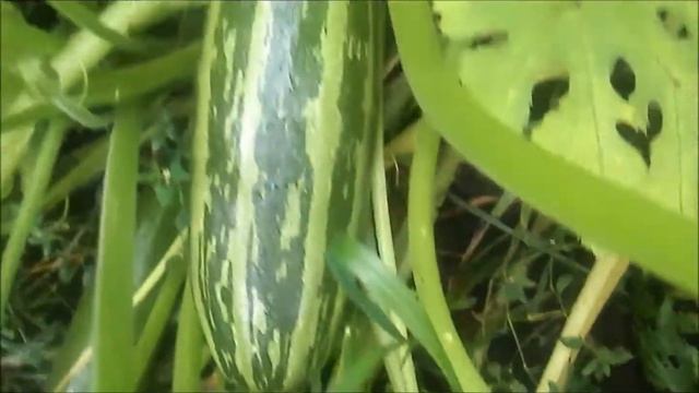 Обзор моего огорода в деревне (на даче). смотреть онлайн