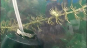 Селекция гуппи - Результаты первого скрещивания