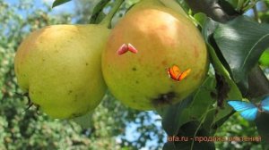 Груша плодовая Детская (pyrus communis detskaia) ? Детская обзор: как сажать, саженцы груши Детская