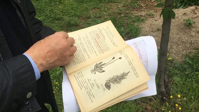 Fitoterapia - Plantago Lanceolata смотреть онлайн