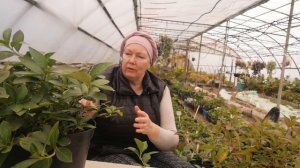 Ампельная гортензия Сбежавшая невеста уход, подготовка к зиме.