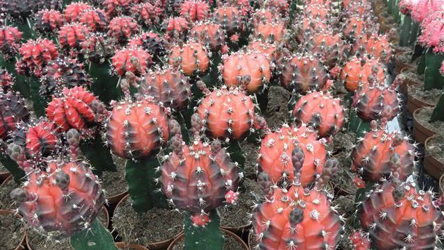 Сонет - М. Добров смотреть онлайн