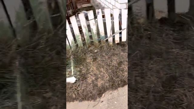 Двортерьер Баксик заработал сахарную косточку ? #собака смотреть онлайн