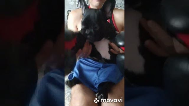 Французский бульдог Бакс стал боксёром, приколы с собакой, смешные видео смотреть онлайн