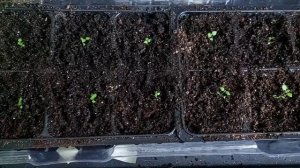 будлея Давида из семян