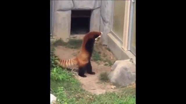 МАЛАЯ ПАНДА - ПОТЕШНЫЙ ЗВЕРЁК смотреть онлайн