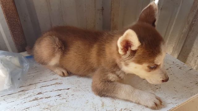 Red Wht Siberian Husky смотреть онлайн