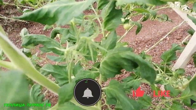 Крючки для подвязки к шпалере томатов, огурцов, баклажанов, перцев //Подвязка помидор