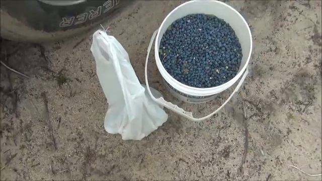 Канадские отшельники. Часть 224. Ягоды цвета ультрамарин. смотреть онлайн