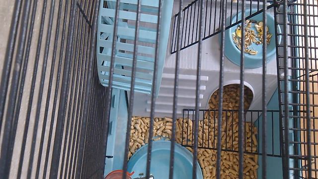 обзор на клетку хомяка смотреть онлайн