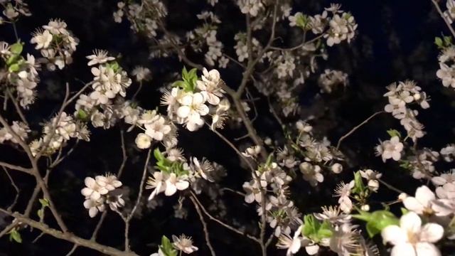 #футаж Цветение алычи в ночном ночью смотреть онлайн