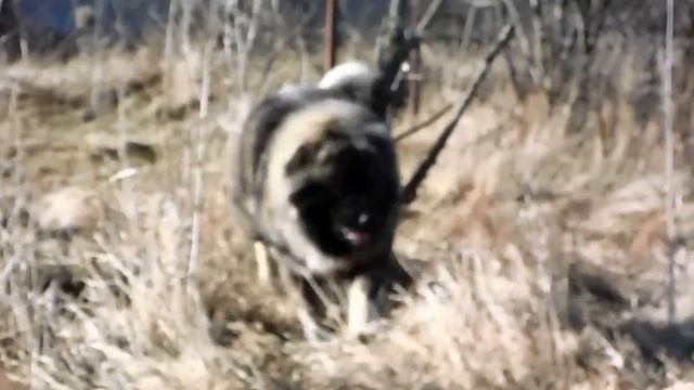 Кавказская овчарка, п-к Домбай-Ульген Кхалиси смотреть онлайн