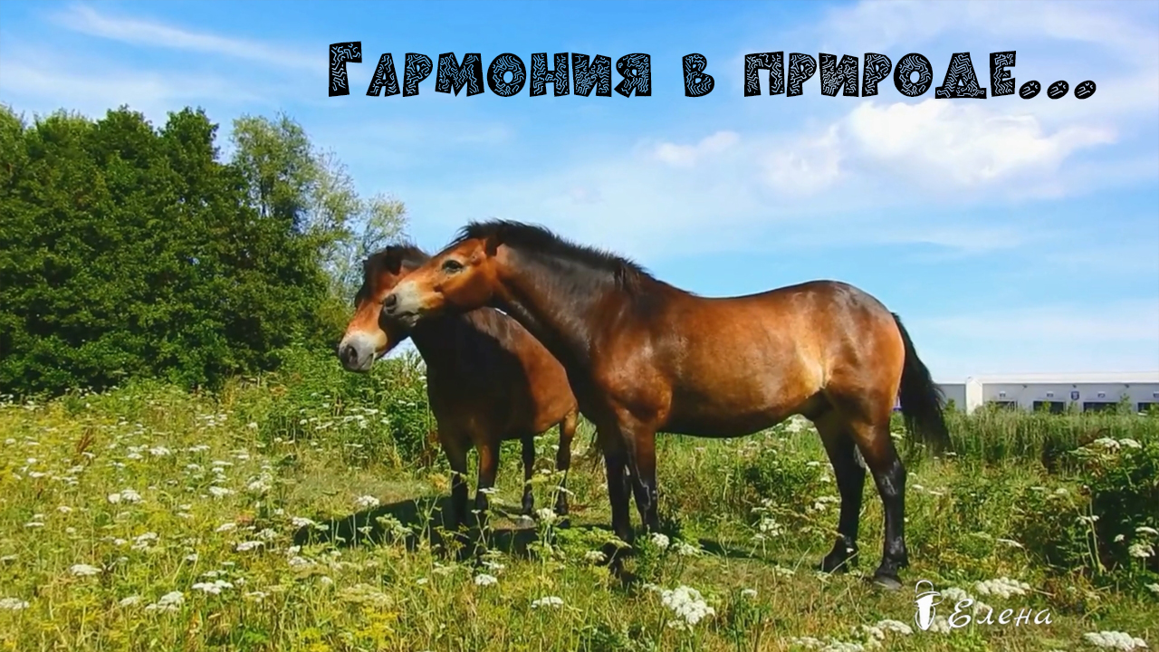 Гармония в природе * смотреть онлайн