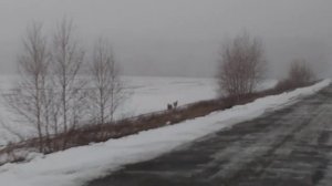 Крик раненного зайца и реакция диких БОБИКОВ