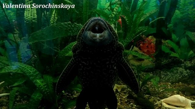 Сомик позирует перед камерой!!! Релакс под музыку! смотреть онлайн