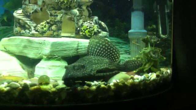 Сом Прилипала