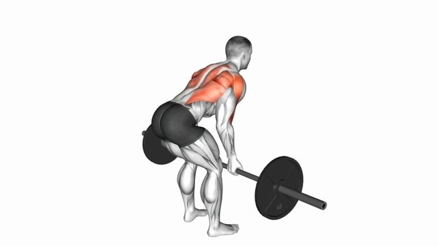 Split Training: Back/Triceps/Leg(Barbell)