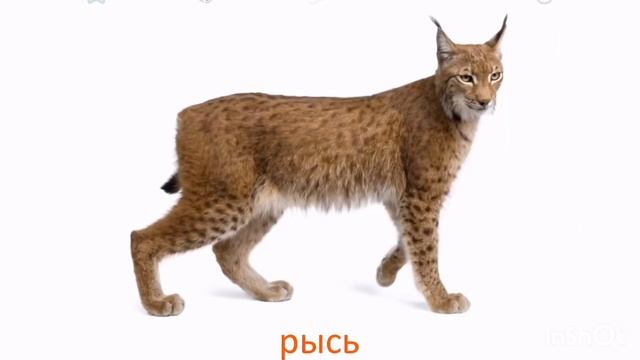 2. Дикие животные по Доману. Карточки Глена Домана. Метод домана смотреть онлайн