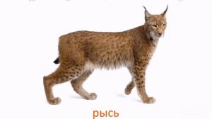 2. Дикие животные по Доману. Карточки Глена Домана. Метод домана