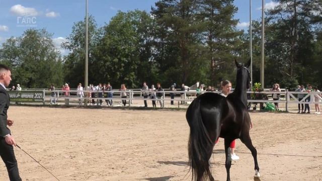 АХАЛТЕКИНСКАЯ порода лошадей, кобылы 2х лет #ИППОсфера 2021 смотреть онлайн