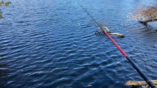 Осенний окунь на Keitech Easy Shiner