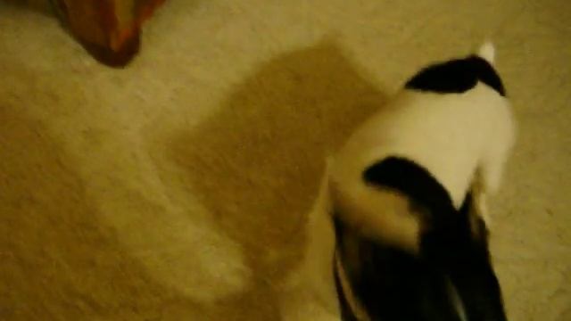 Bandit The Smart Toy Fox Terrier смотреть онлайн